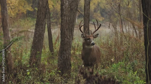 White-tailed Deer buck in forest