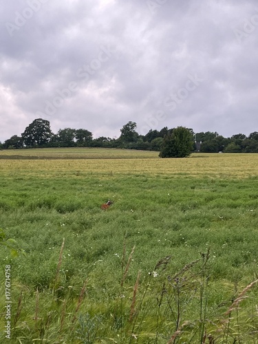 red deer in the grass