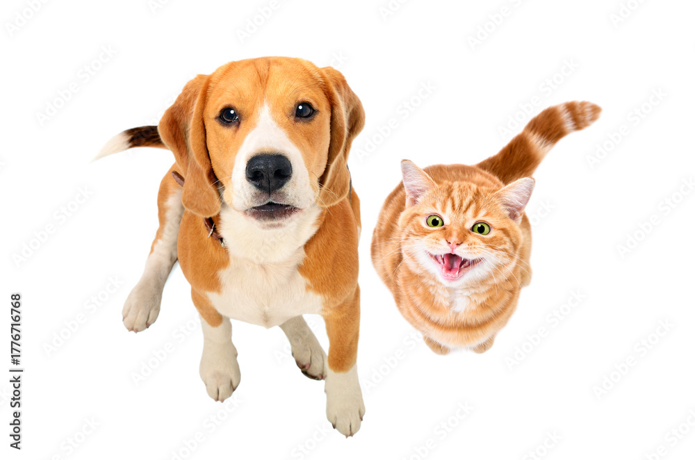 Obraz premium Cute Beagle dog and meowing kitten Scottish Straight sitting together, top view, isolated on white background