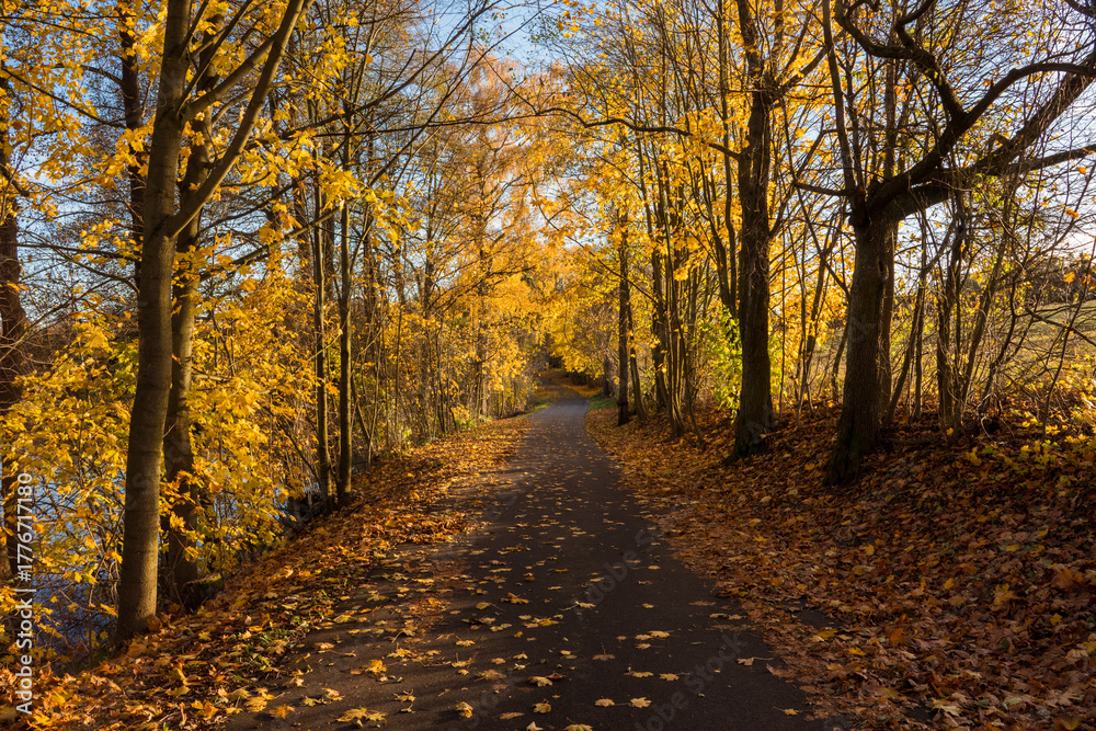 Fototapeta premium Autumn road lined with old trees and beautiful yellow leaves, Czech Republic