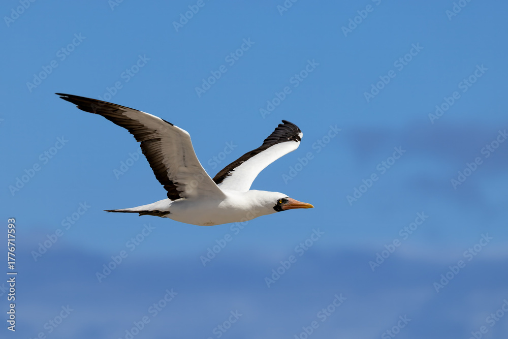 Obraz premium Nazca Booby in flight
