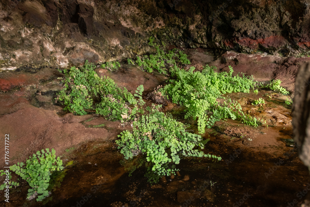 Obraz premium Fuente de Tababaire, manantial natural en el norte de Fuerteventura