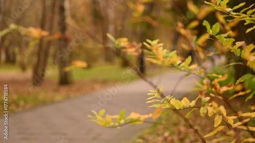 autumn leaves in the park