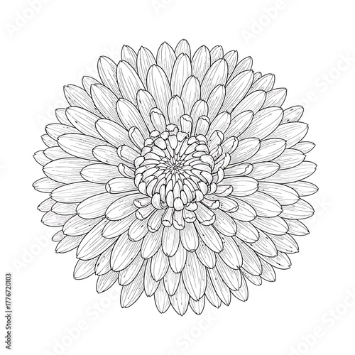 Hand drawn chrysanthemum flower for coloring book