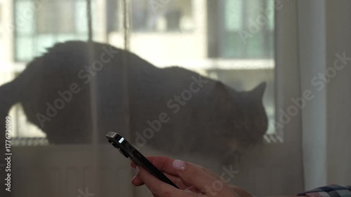 Person using smartphone while cat rests behind curtain in soft daylight.