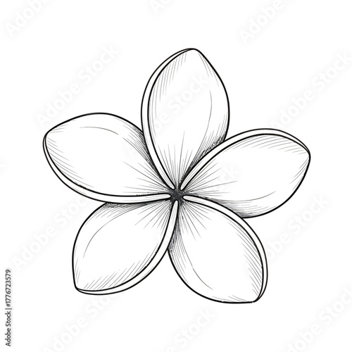Detailed sketch of a plumeria flower