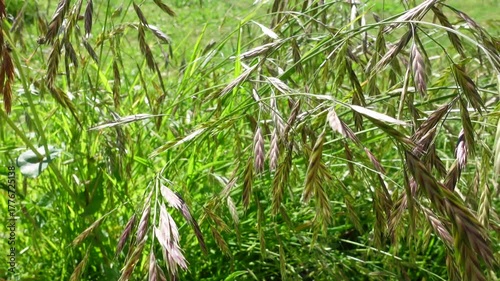 Bromus riparius is a species of grass in the family Poaceae. Its native range is Northern Italy to Caucasus, China, is also known as prairie grass, rescuegrass, or grazing brome