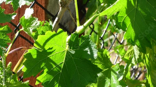 Bud break, the beginning stage of a green grape fruit in spring, followed by the development of tiny flower clusters. After pollination, these flowers transform into small, green, hard berries.