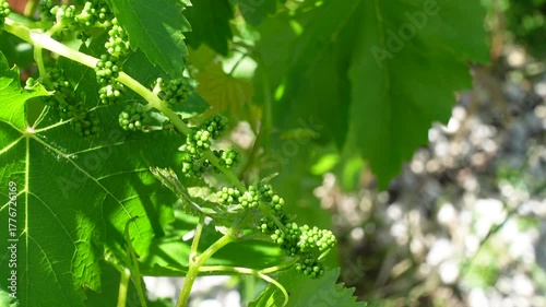The beginning of green grape fruit formation where the fertilized flowers develop into tiny grape berries fruits, image shows the fruit set stage on tree branch.