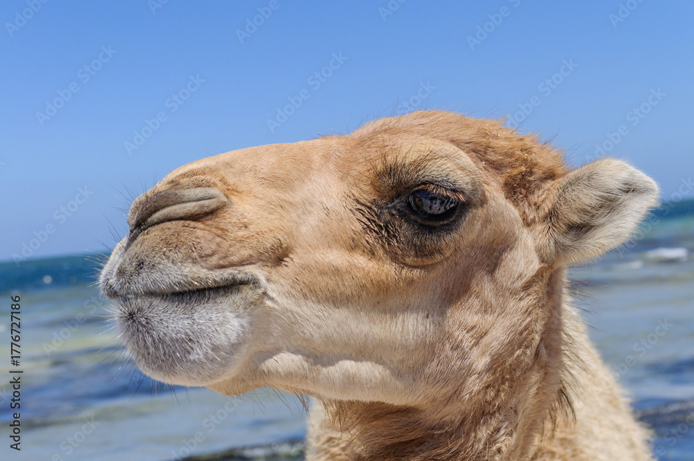 Fototapeta premium Camel on a Coastal Beach in Tunisia – Close-Up with Sea Background