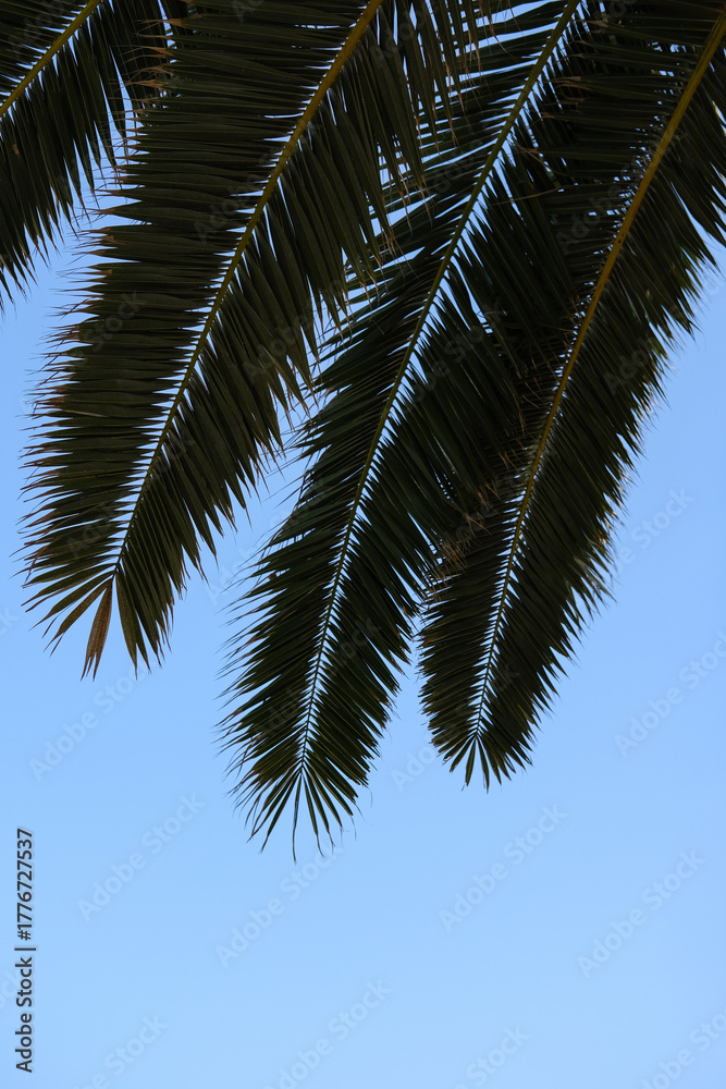 Naklejka premium Palme