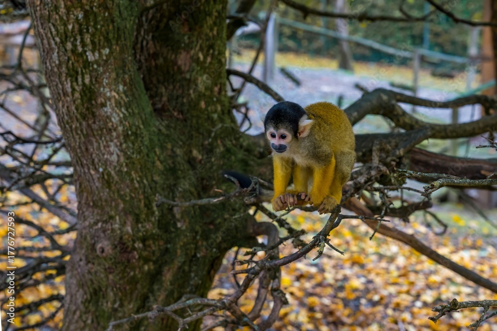 Fototapeta premium Squirrel Monkey Sitting on Tree Branch in Autumn Forest