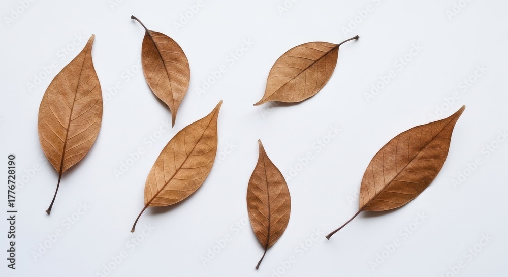 Fototapeta premium Six dried, brown, oblong leaves scattered on a clean, white surface