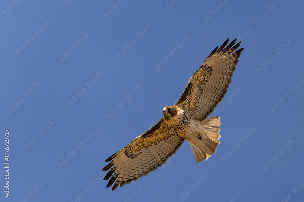 Fototapeta premium Red-tailed Hawk