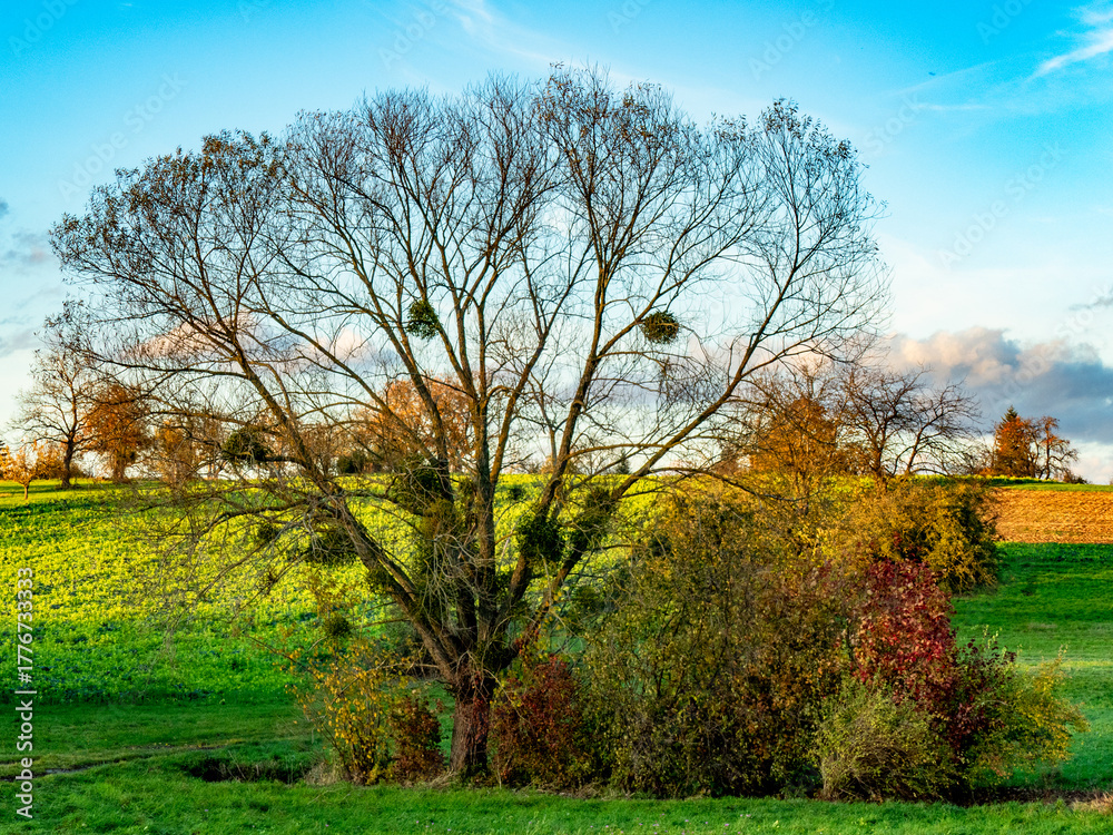 Fototapeta premium Baum mit Misteln im Herbst