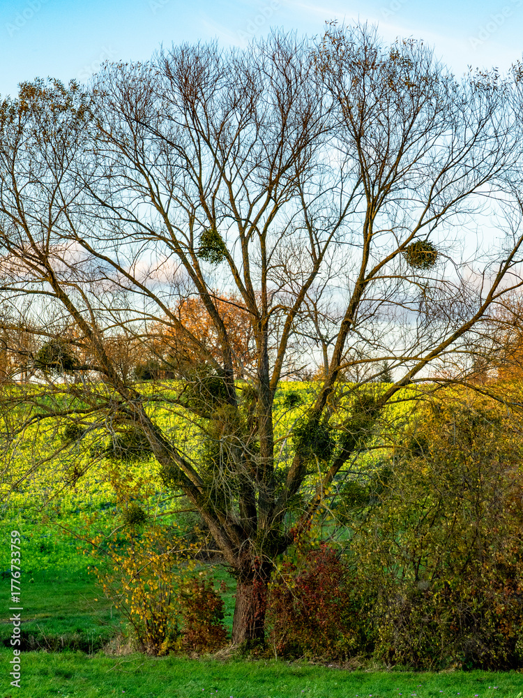 Obraz premium Baum mit Misteln im Herbst