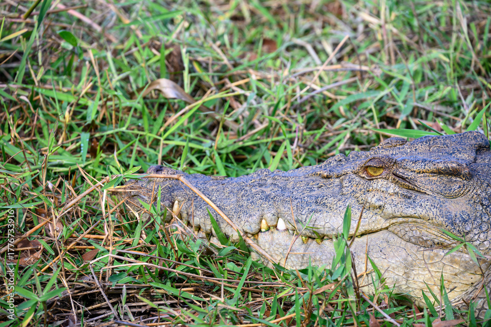Fototapeta premium Saltwater crocodile, Corroboree Billabong