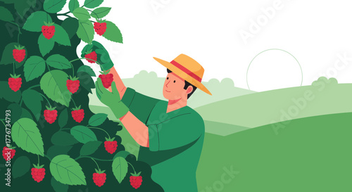 A Farmer Harvesting Raspberries, A Vibrant Depiction of Summer and Rural Life