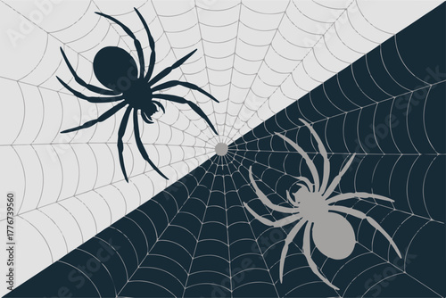 spider diagonal split web with contrasting black and gray spiders centered on web