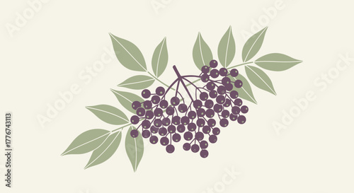 Elderberries Branch Illustration: A Botanical Design with Purple Berries and Green Leaves
