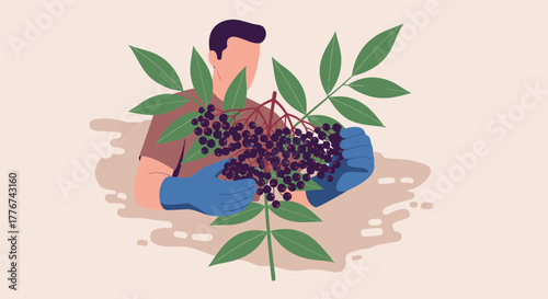 Elderberry Harvest Illustration: A Person Gathering Berries With Minimalist And Natural Vibe