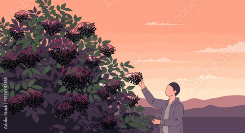 Elderberry Harvesting Scene Depicting Person Gathering Berries In The Afternoon.