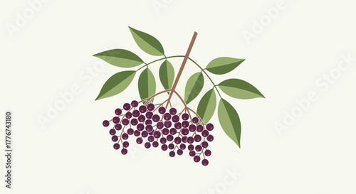 Elderberry Illustration In Bloom With Berries And Lovely Green Leaves On Display
