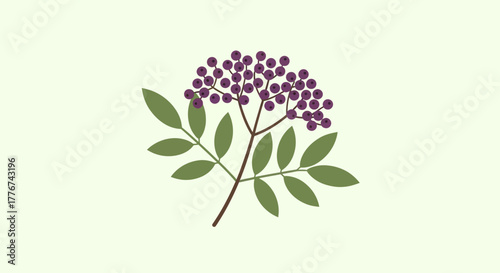 Elderberry Sprig Illustration: Natural Vector Design For Healthcare And Wellness Products