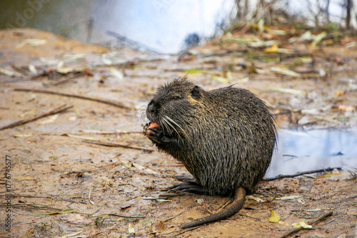 Nutria in the wild