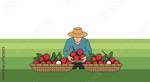 Farmer Displaying And Arranging Fresh Rambutans Fruits In Baskets Before Sale
