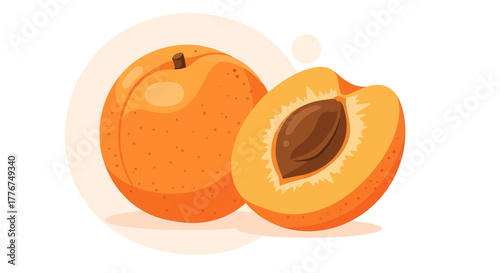 Fresh Juicy Apricot Illustration Portraying Summer Fruit with Seed and Clear Contour