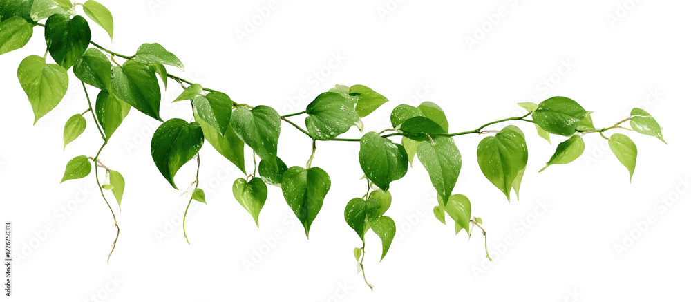 Fototapeta premium A vine with vibrant green leaves and delicate flowers hangs downward