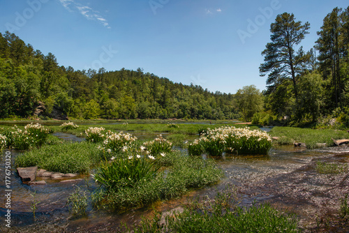 Cahaba River National Wildlife Refuge in Alabama. Lily stands with blue sky