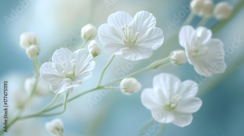 Delicate white flowers with soft petals and buds bloom gracefully on a thin stem with a blurred blue background