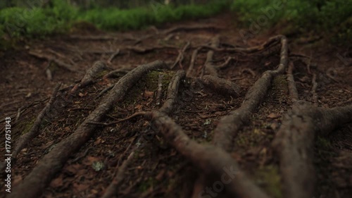 Close-up of tree roots.  The scene creates an ominous impression.