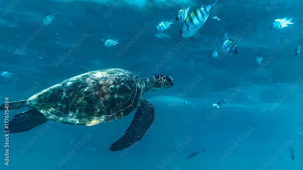Fototapeta premium Sea turtle swimming underwater in clear blue ocean