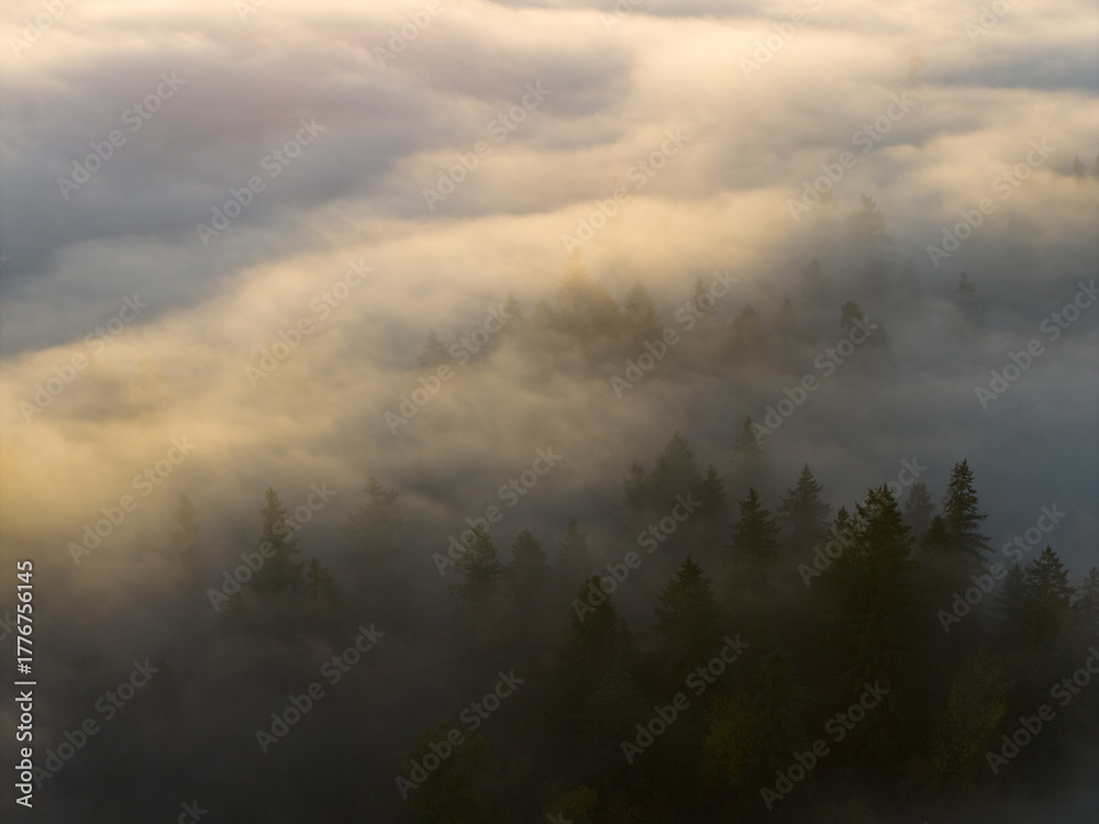 Fototapeta premium Mist drifts across a forested Pacific Northwest landscape near Portland, Oregon. Fog and mist forms when moist air cools to its dew point, causing water vapor to condense.
