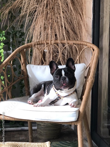 sweet French bulldog lounging in chair