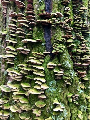 arboreal fungi on a tree in the forest