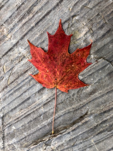 red maple leaf on distressed wood