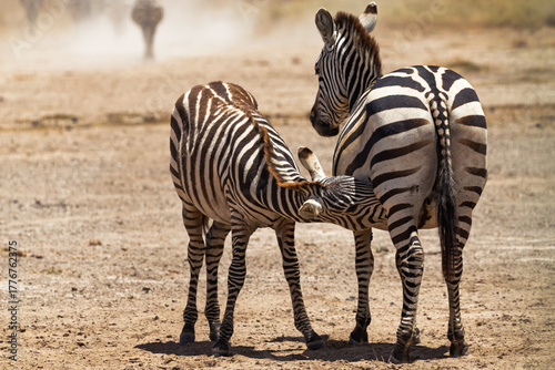Amboseli National Park, Kenya: Zebra Mother Nursing Calf in Arid Savannah
