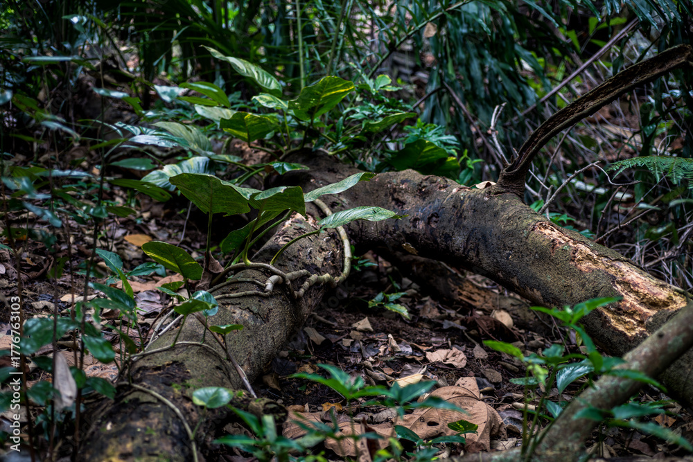 Obraz premium Rough, decayed wood structure on tropical forest ground, great for ecosystem studies, forestry projects, and nature-focused designs.