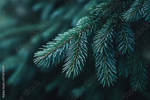 Close up of a dark green pine tree branch with soft focus background