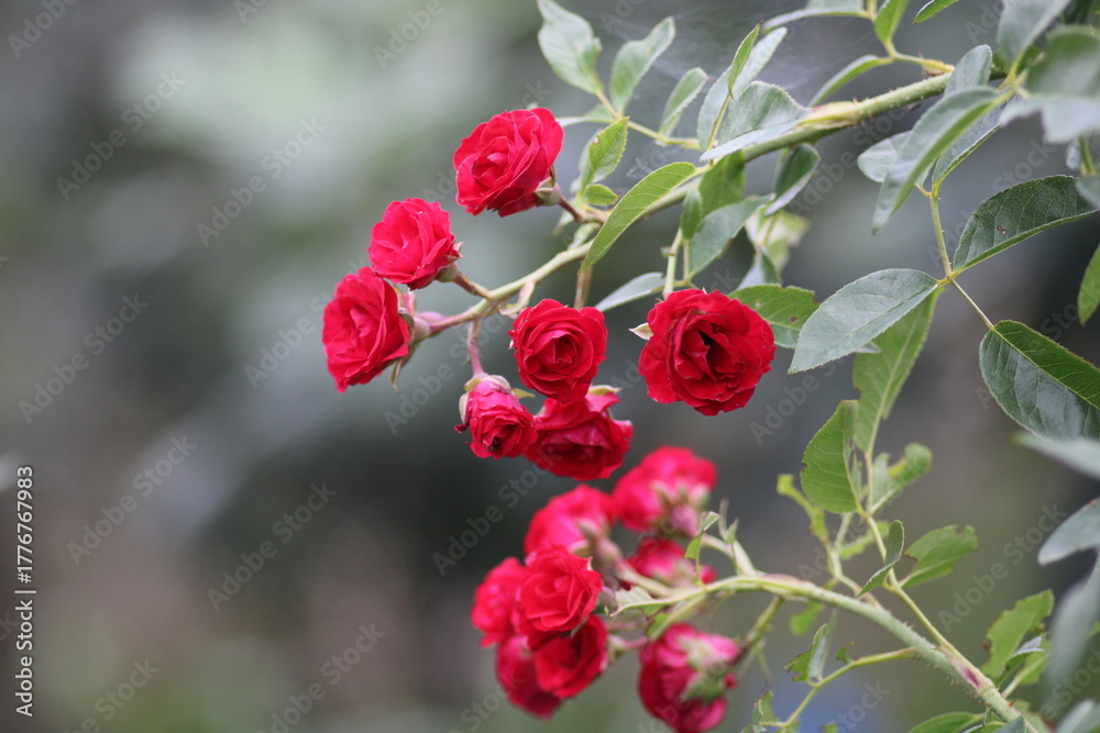 Obraz premium red rose flower macro photo 