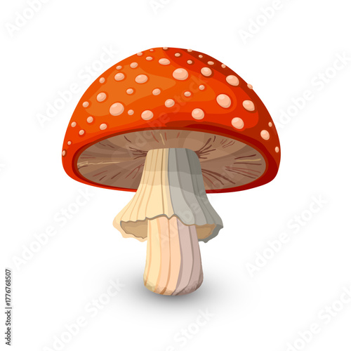Amanita Muscaria mushroom vector drawing on white 