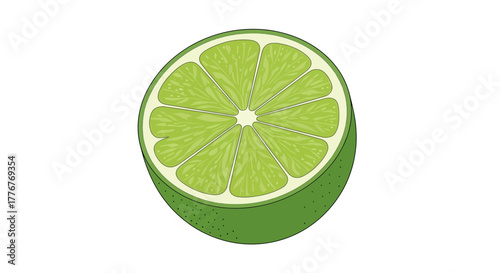 Freshly Sliced Lime, Vector Illustration on White Background, Showing Interior Details