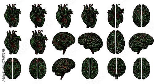 Collection of human heart and brain anatomy models in different views