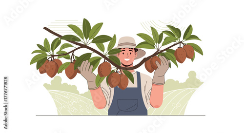 Happy Farmer Harvesting Sapodilla Fruits from the Branch in Cartoon Illustration