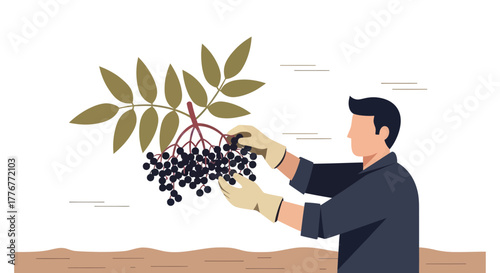 Harvesting Ripe Berries: A Gardener's Task Of Gathering Nature's Bounty