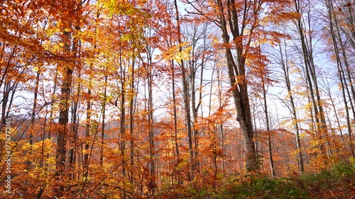 As leaves fall in the wind in the autumn forest